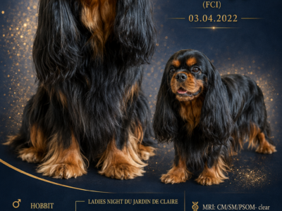 Reproduktor Cavalier King Charles Spaniel