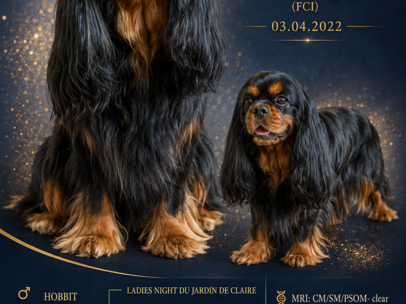 Reproduktor Cavalier King Charles Spaniel