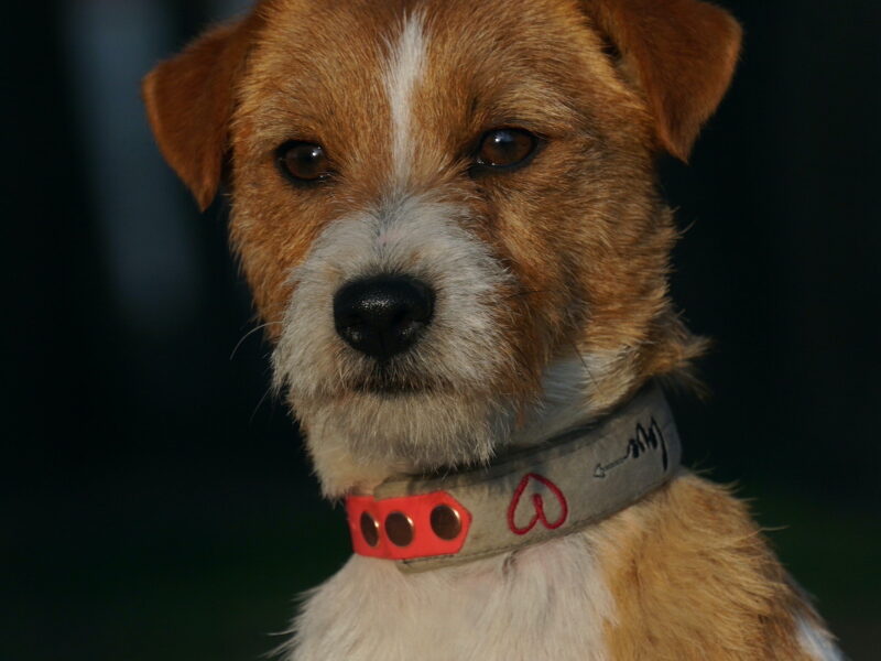 DOSTĘPNE SZCZENIĘTA WŁOS ZŁAMANY JACK RUSSELL TERRIER
