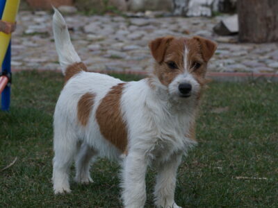DOSTĘPNE SZCZENIĘTA WŁOS ZŁAMANY JACK RUSSELL TERRIER