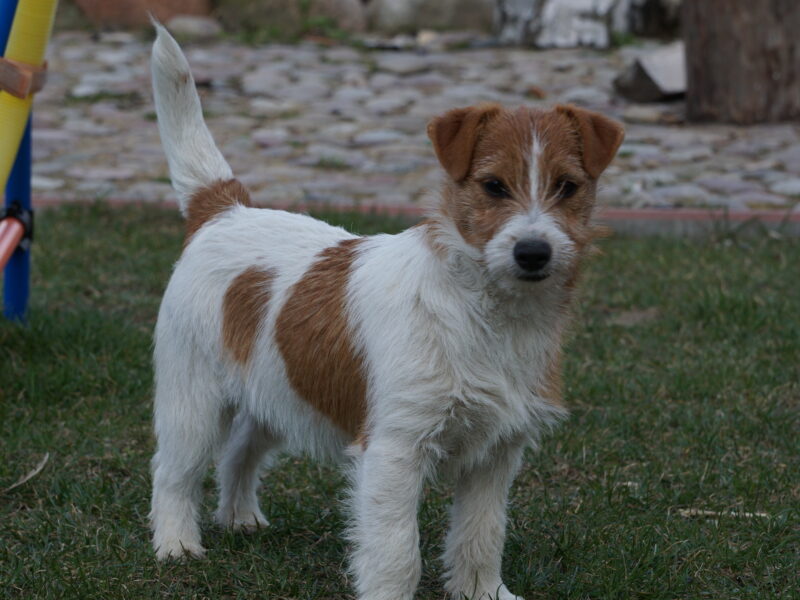 DOSTĘPNE SZCZENIĘTA WŁOS ZŁAMANY JACK RUSSELL TERRIER
