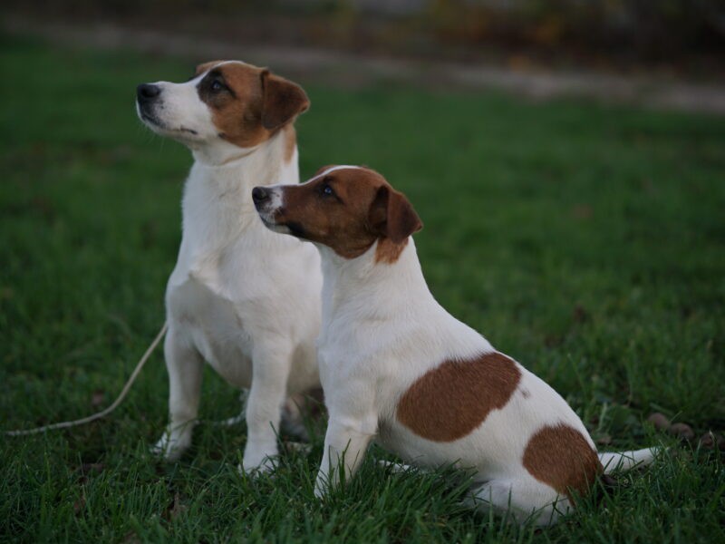 DOSTĘPNE GŁADKOWŁOSE SZCZENIĘTA JACK RUSSELL TERRIER