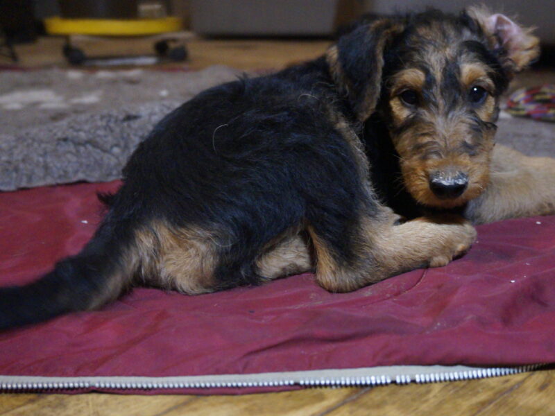 Szczenieta rasy airedale terrier
