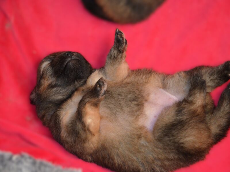 Pomeranian do rezerwacji