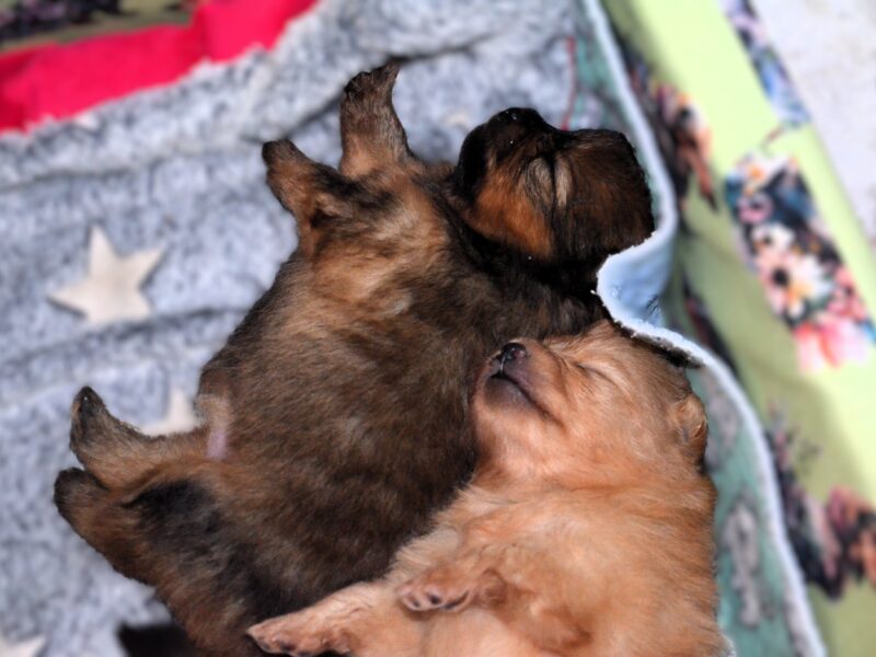 Pomeranian do rezerwacji