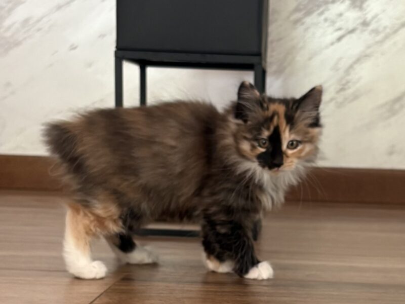 Kurylski Bobtail długowłosy.