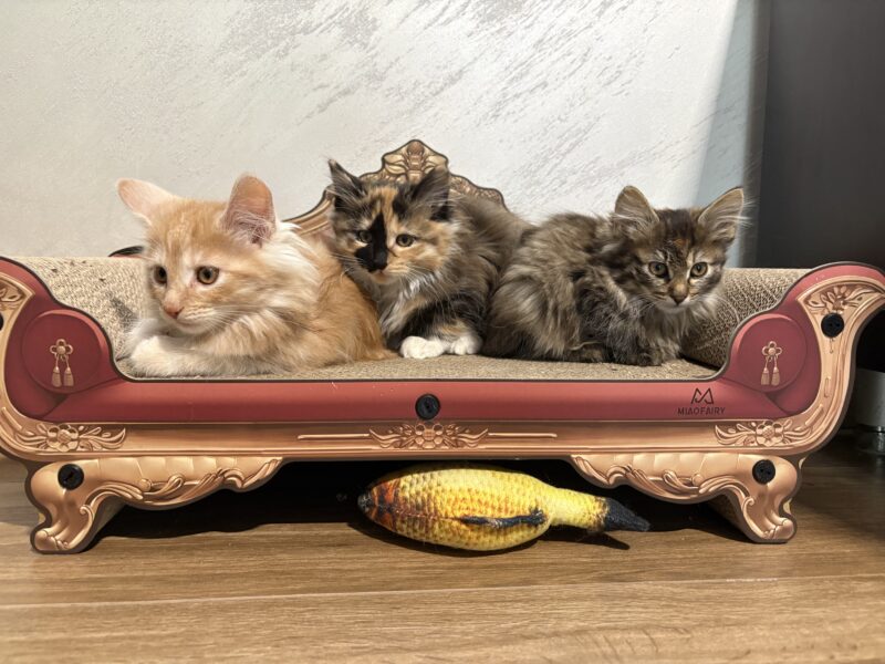 Kurylski Bobtail długowłosy.