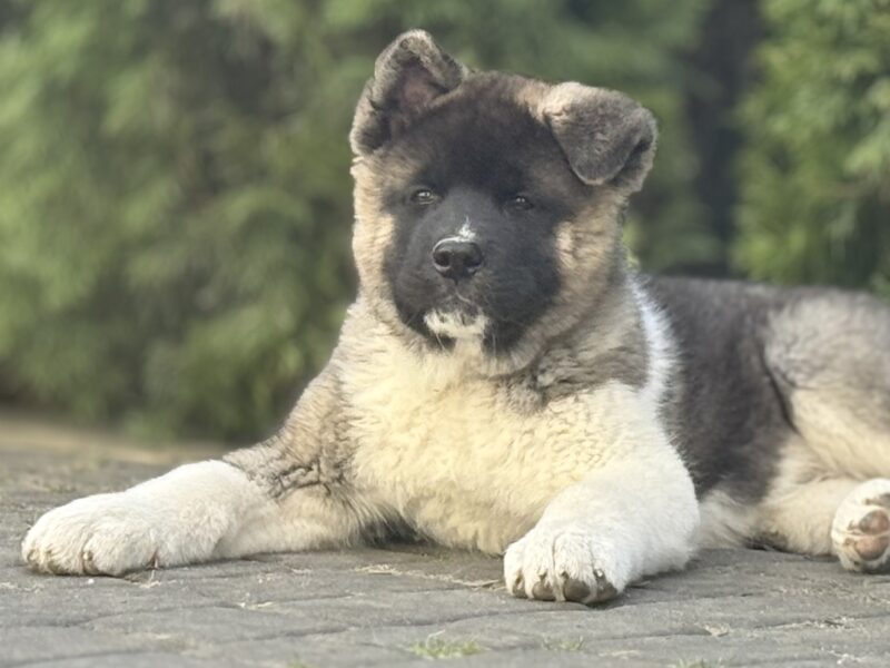 Akita Amerykańska Piesek Achilles