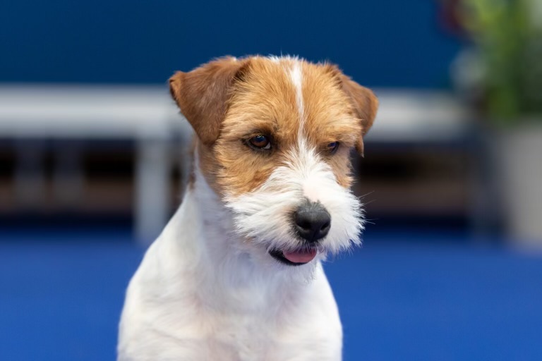 DOSTĘPNE SZORSTKOWŁOSE SZCZENIĘTA JACK RUSSELL TERRIER