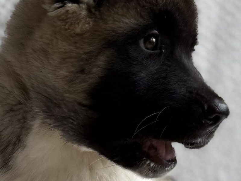 Akita Amerykańska suczka Artemida