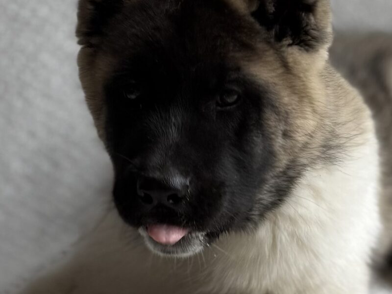 Akita Amerykańska suczka Artemida