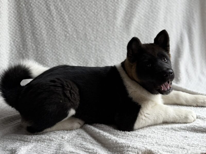 Akita Amerykańska suczka Atena