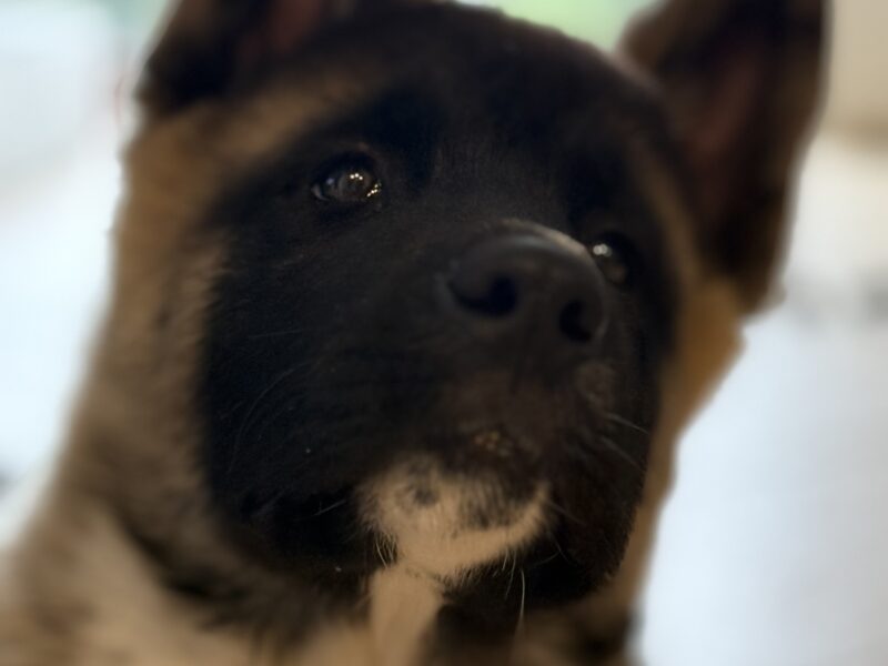 Akita Amerykańska Piesek Achilles