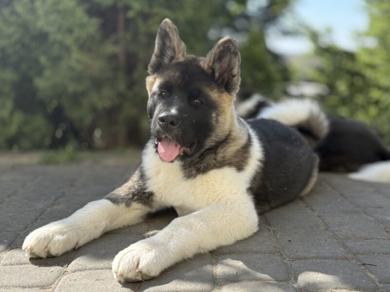 Akita Amerykańska Piesek Achilles