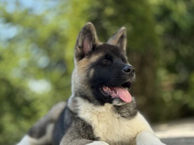 Akita Amerykańska Piesek Achilles