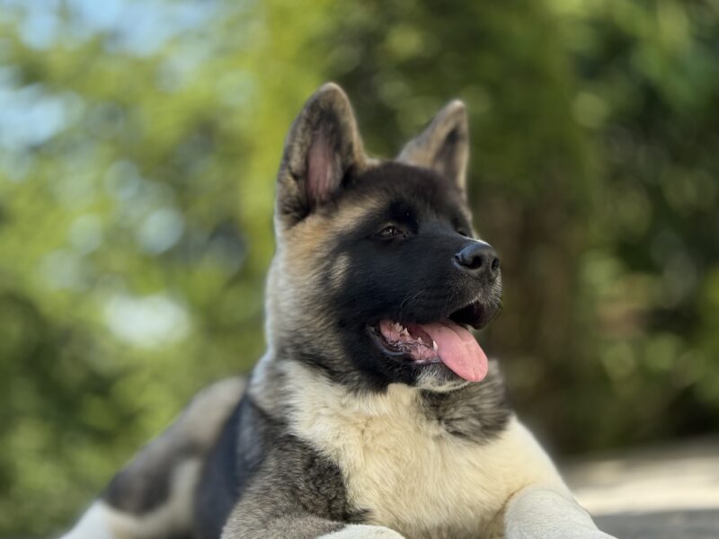 Akita Amerykańska Piesek Achilles