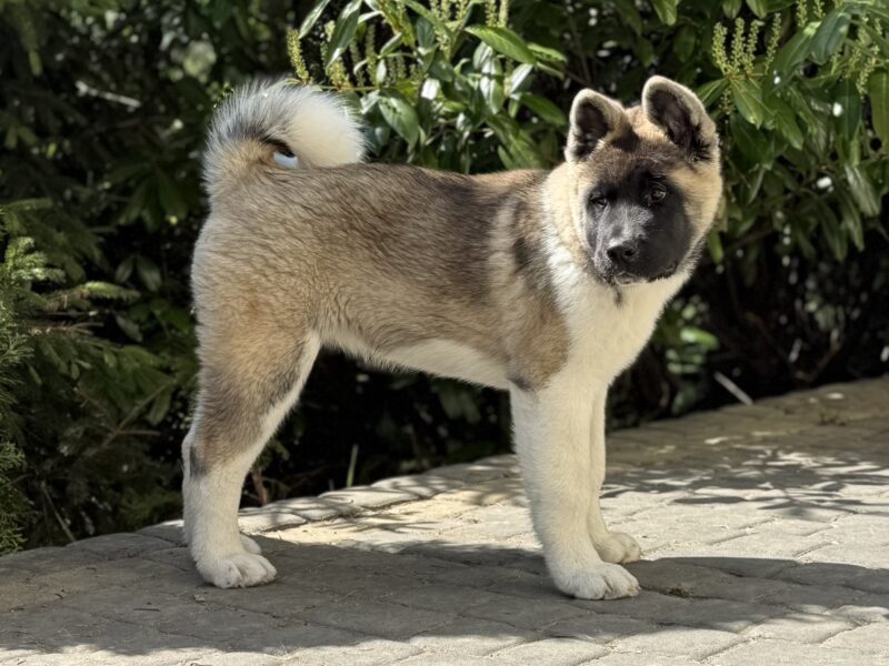Akita Amerykańska suczka Artemida