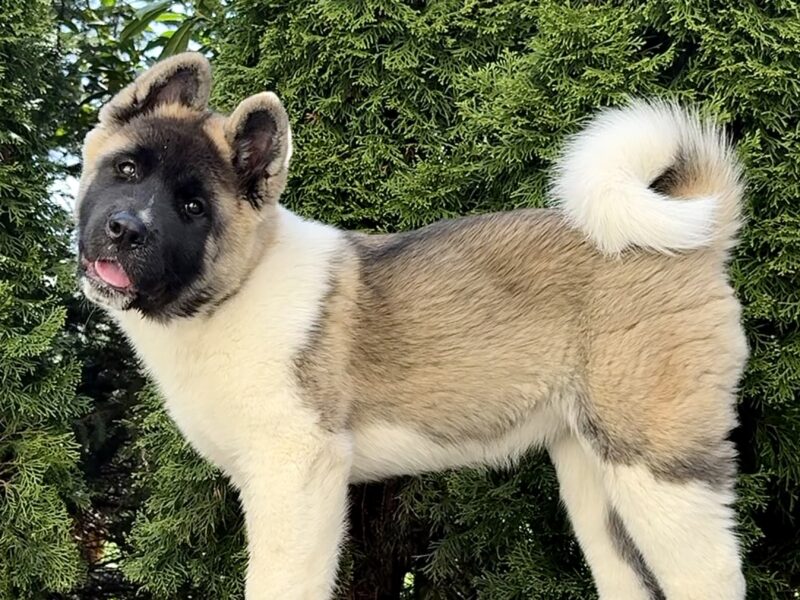 Akita Amerykańska suczka Artemida