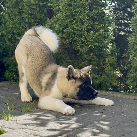 Akita Amerykańska suczka Artemida