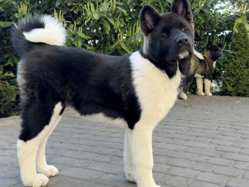 Akita Amerykańska suczka Atena