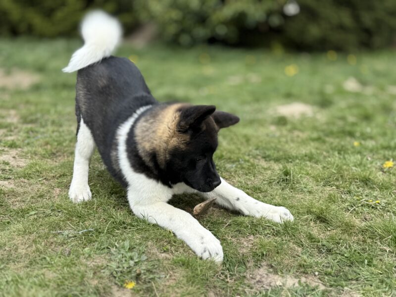 Akita Amerykańska Suczka Afrodyta