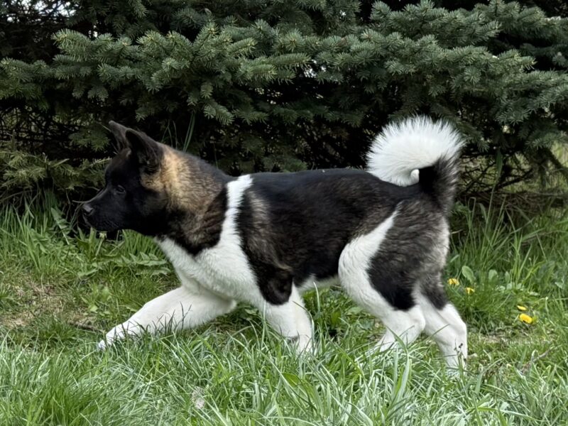 Akita Amerykańska Suczka Afrodyta