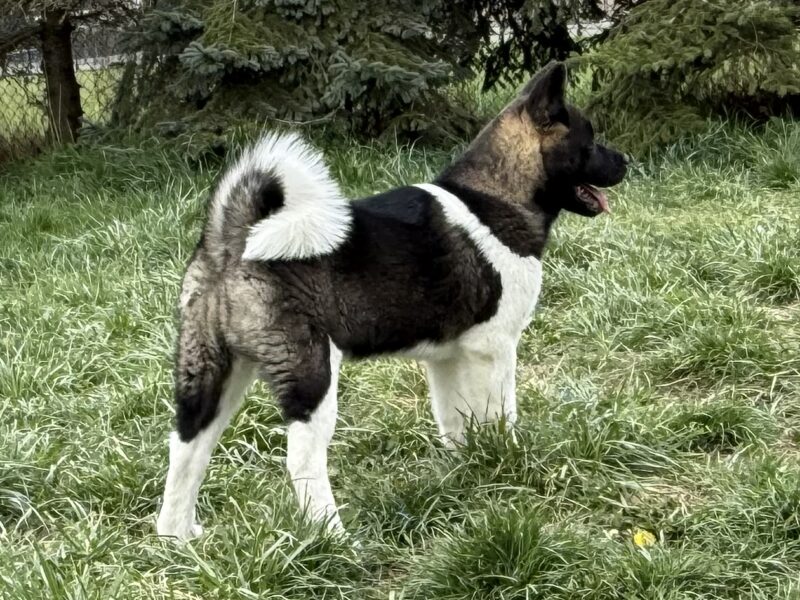 Akita Amerykańska Suczka Afrodyta
