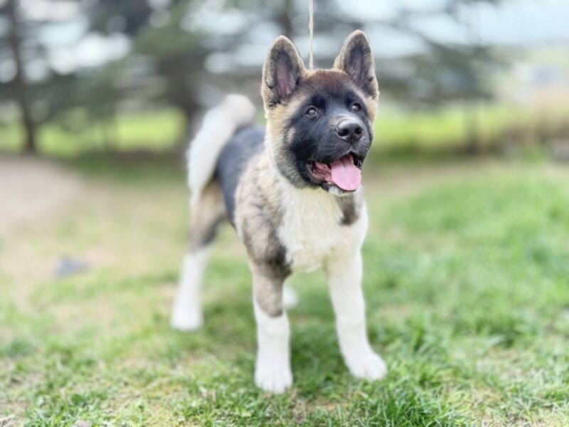 Akita Amerykańska Piesek Achilles