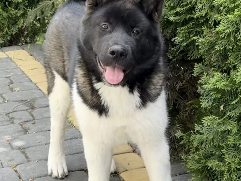 Akita Amerykańska Suczka Afrodyta