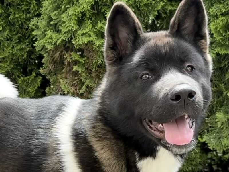 Akita Amerykańska Suczka Afrodyta