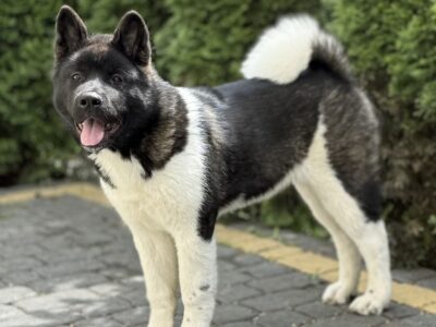 Akita Amerykańska Suczka Afrodyta