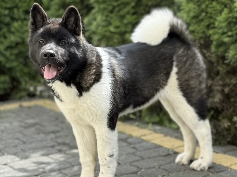 Akita Amerykańska Suczka Afrodyta