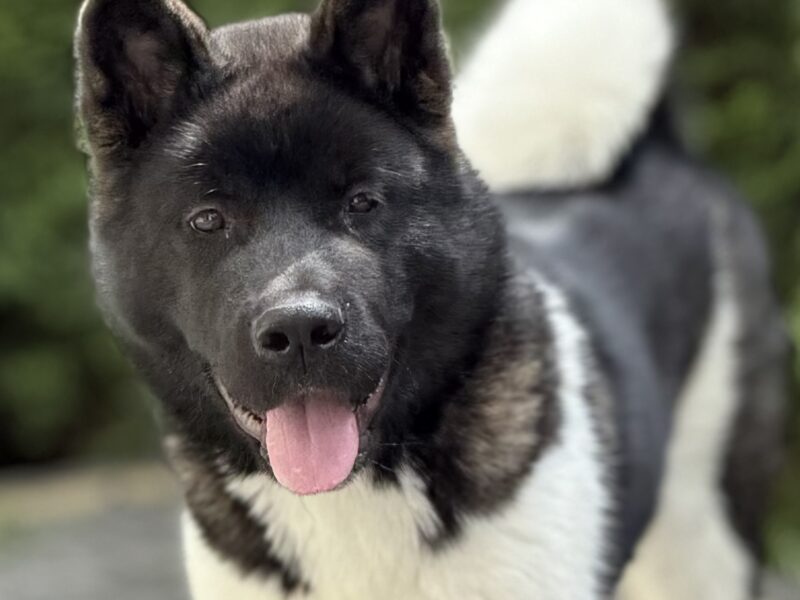 Akita Amerykańska Suczka Afrodyta