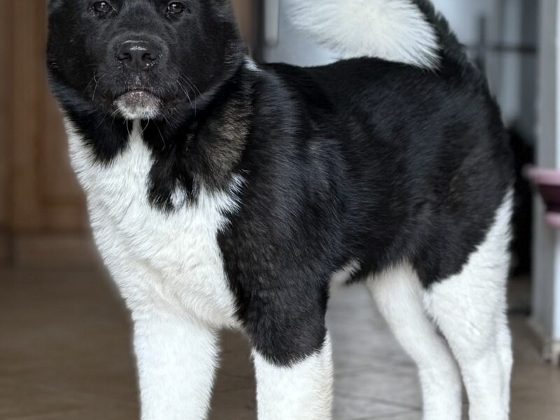 Akita Amerykańska suczka Atena