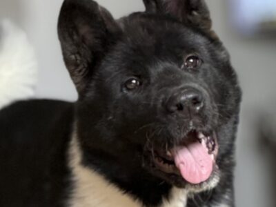 Akita Amerykańska suczka Atena