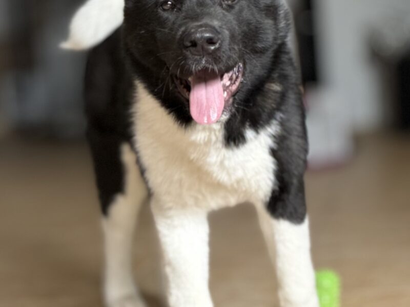 Akita Amerykańska suczka Atena