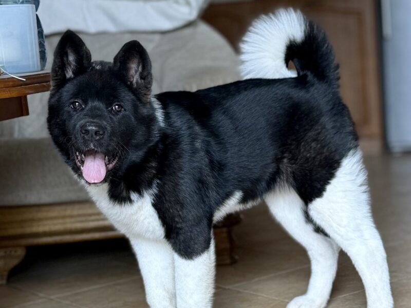 Akita Amerykańska suczka Atena