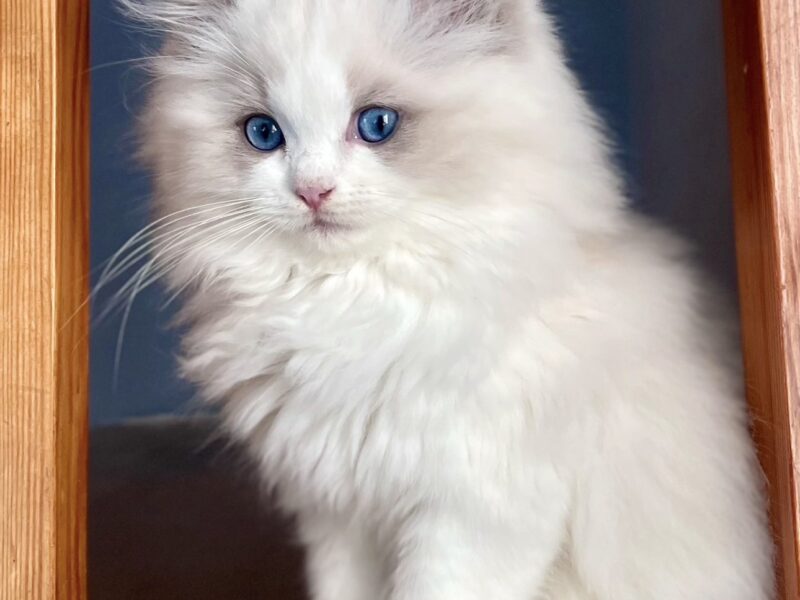 Kocięta Ragdoll - rezerwacje otwarte! Kocurki Blue/Seal Bicolour, kotki tortie - FPL/FIFe