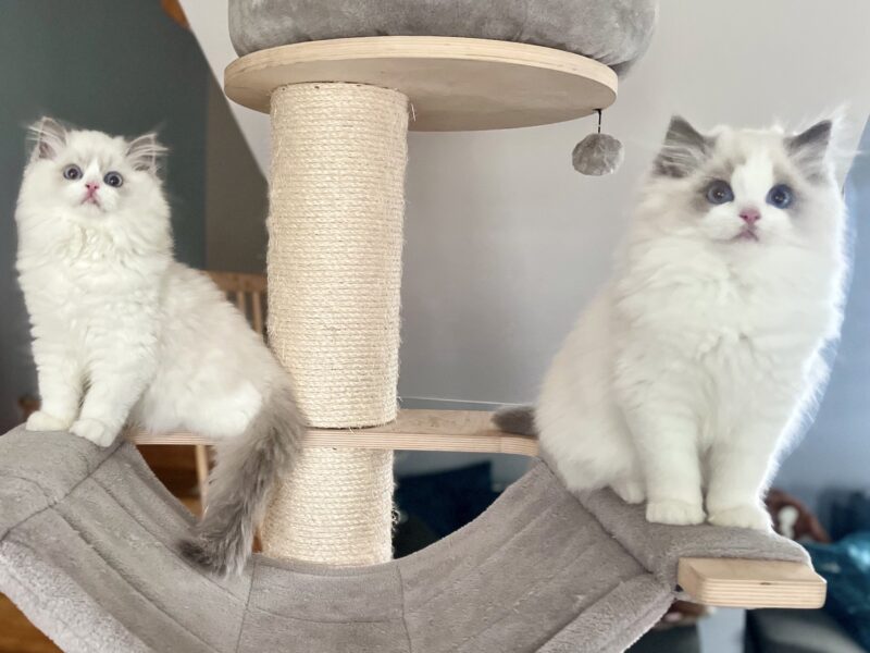 Kocięta Ragdoll - rezerwacje otwarte! Kocurki Blue/Seal Bicolour, kotki tortie - FPL/FIFe