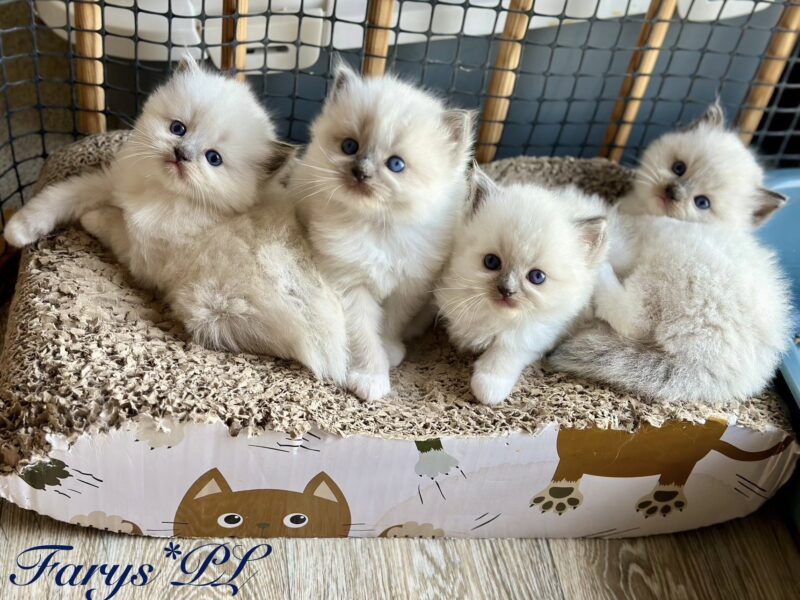 Kocięta Ragdoll - rezerwacje otwarte! Kocurki Blue/Seal Bicolour, kotki tortie - FPL/FIFe