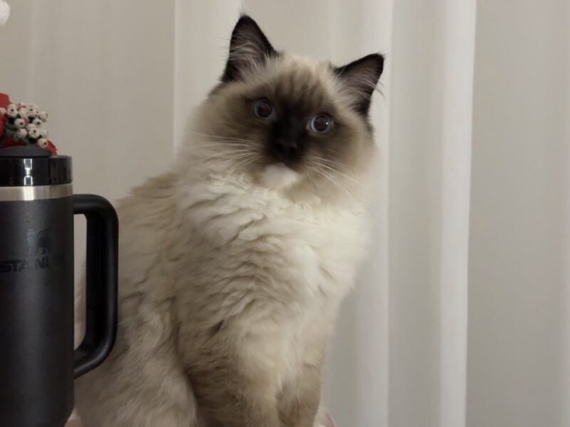 Kocięta Ragdoll - rezerwacje otwarte! Kocurki Blue/Seal Bicolour, kotki tortie - FPL/FIFe