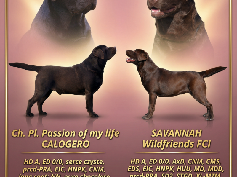 Labrador Retriever- czekoladowy piesek