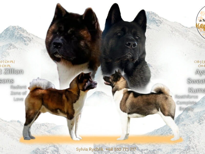 Akita Amerykańska suczka Artemida