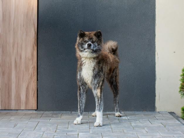 Szczenięta akita inu zkwp/fci