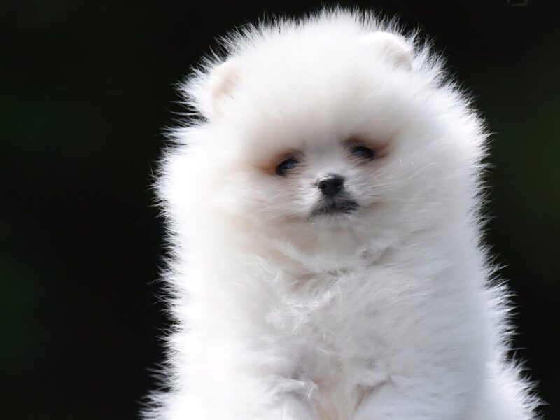 Pomeranian Boo – przepiękne szczenięta