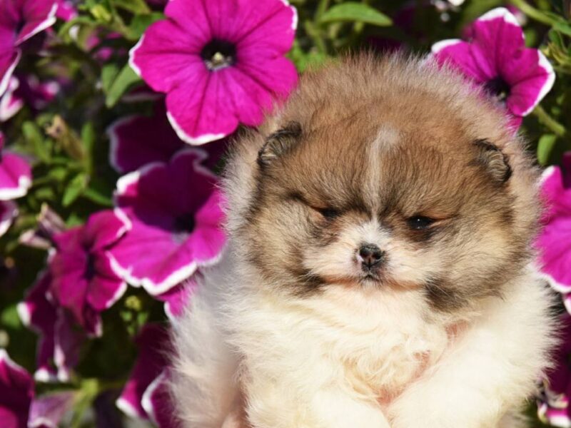 Pomeranian Boo – przepiękne szczenięta