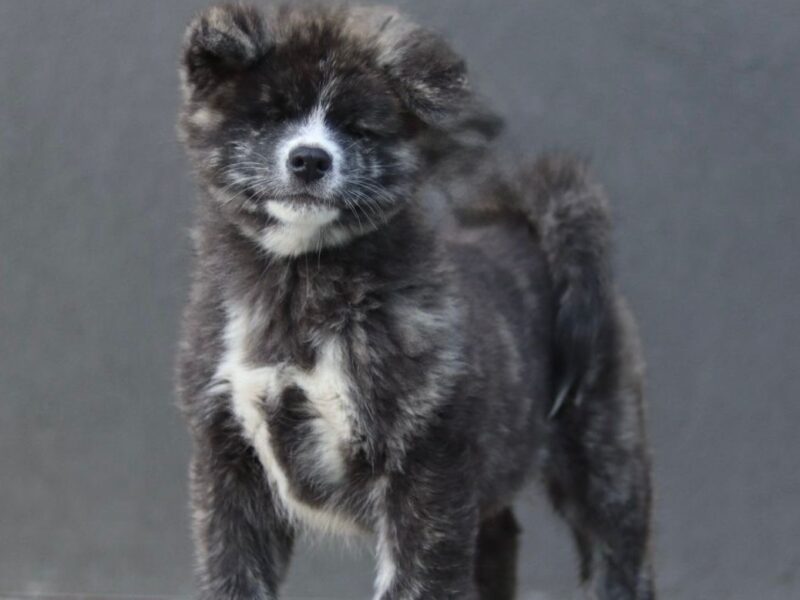 Szczenięta akita inu zkwp/fci