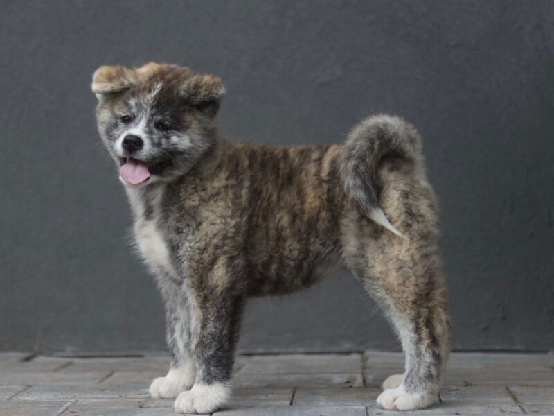 Szczenięta akita inu zkwp/fci