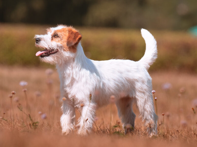 DOSTĘPNE SZORSTKOWŁOSE SZCZENIĘTA JACK RUSSELL TERRIER