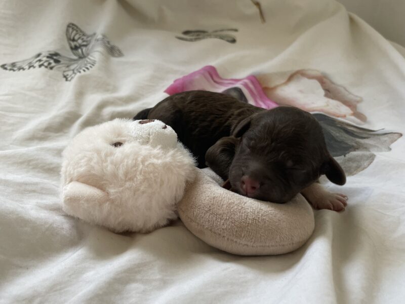 Szczeniaki Lagotto Romagnolo